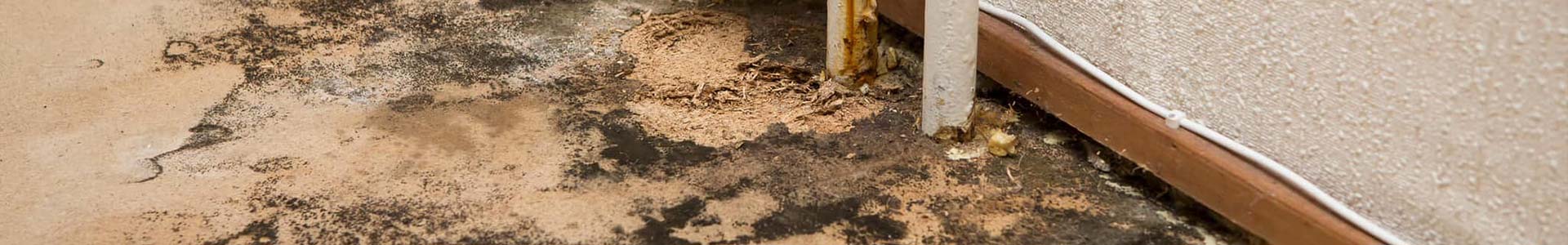 mold ridden home in oxofrd