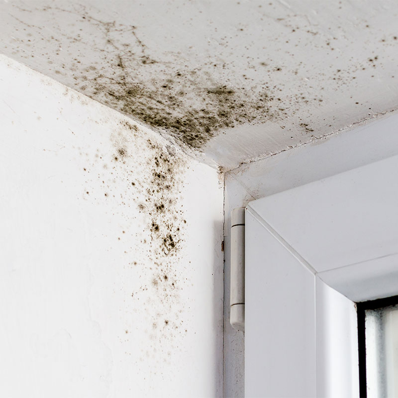 black mold growing in corner of door